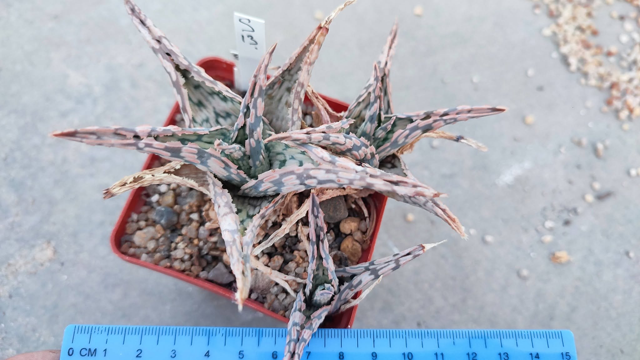 Aloe S13 Пагін з цієї рослини
