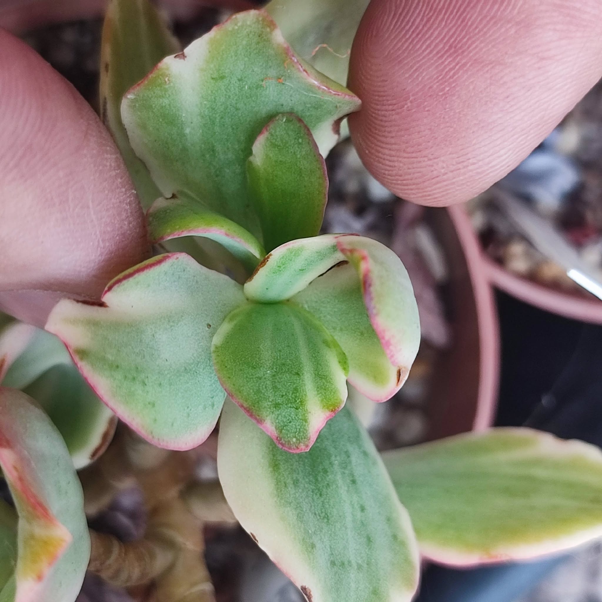 Crassula curly variegata черенок 150