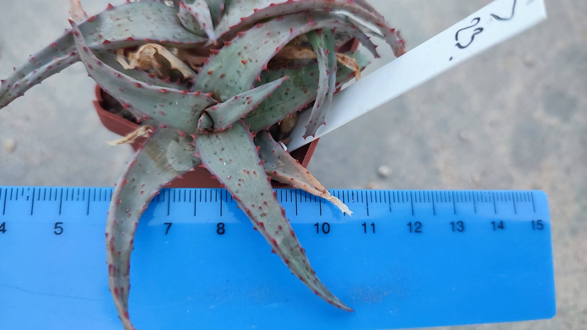 Aloe S23 Пагін з цієї рослини