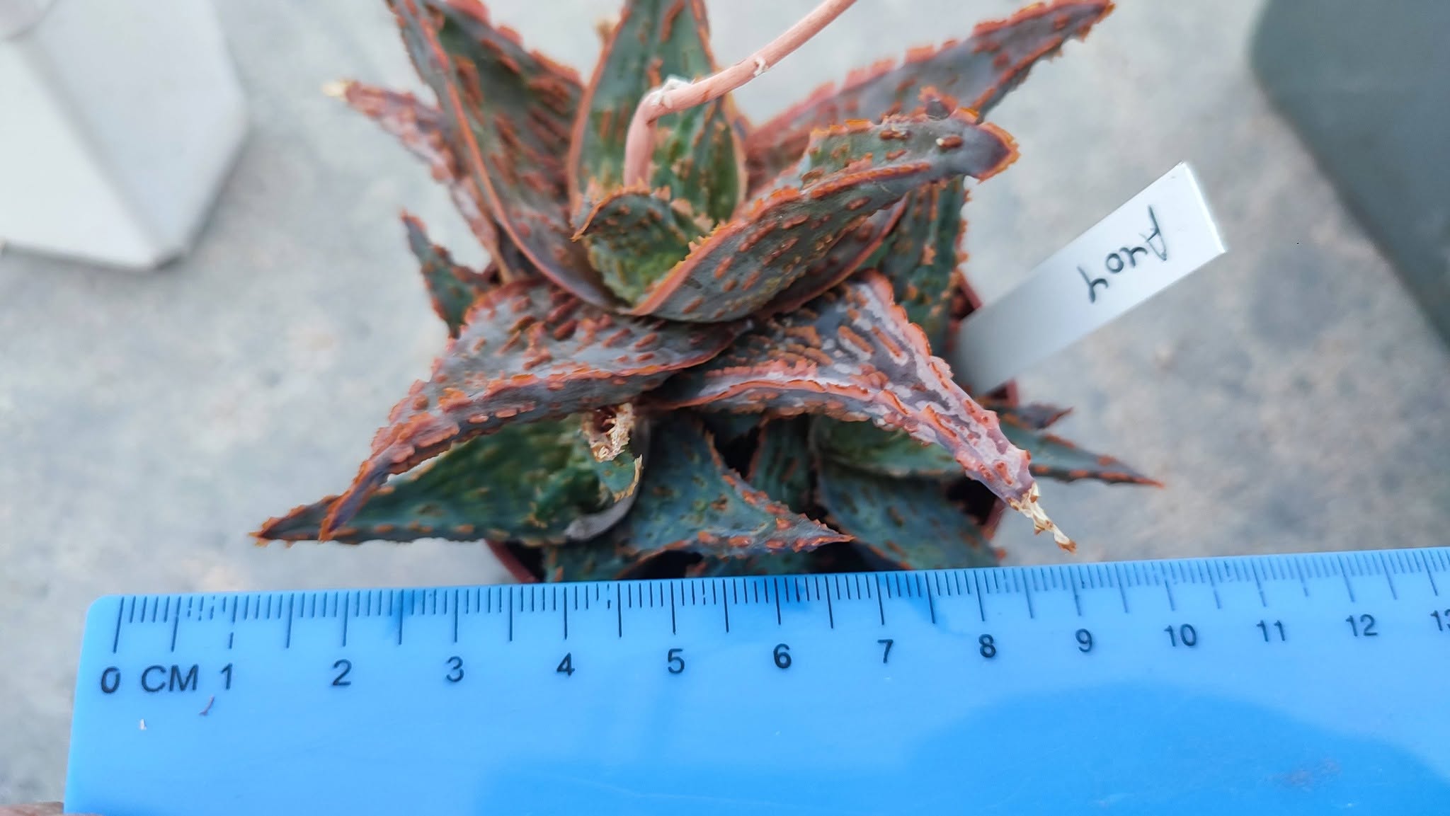 Aloe A404 Пагін з цієї рослини