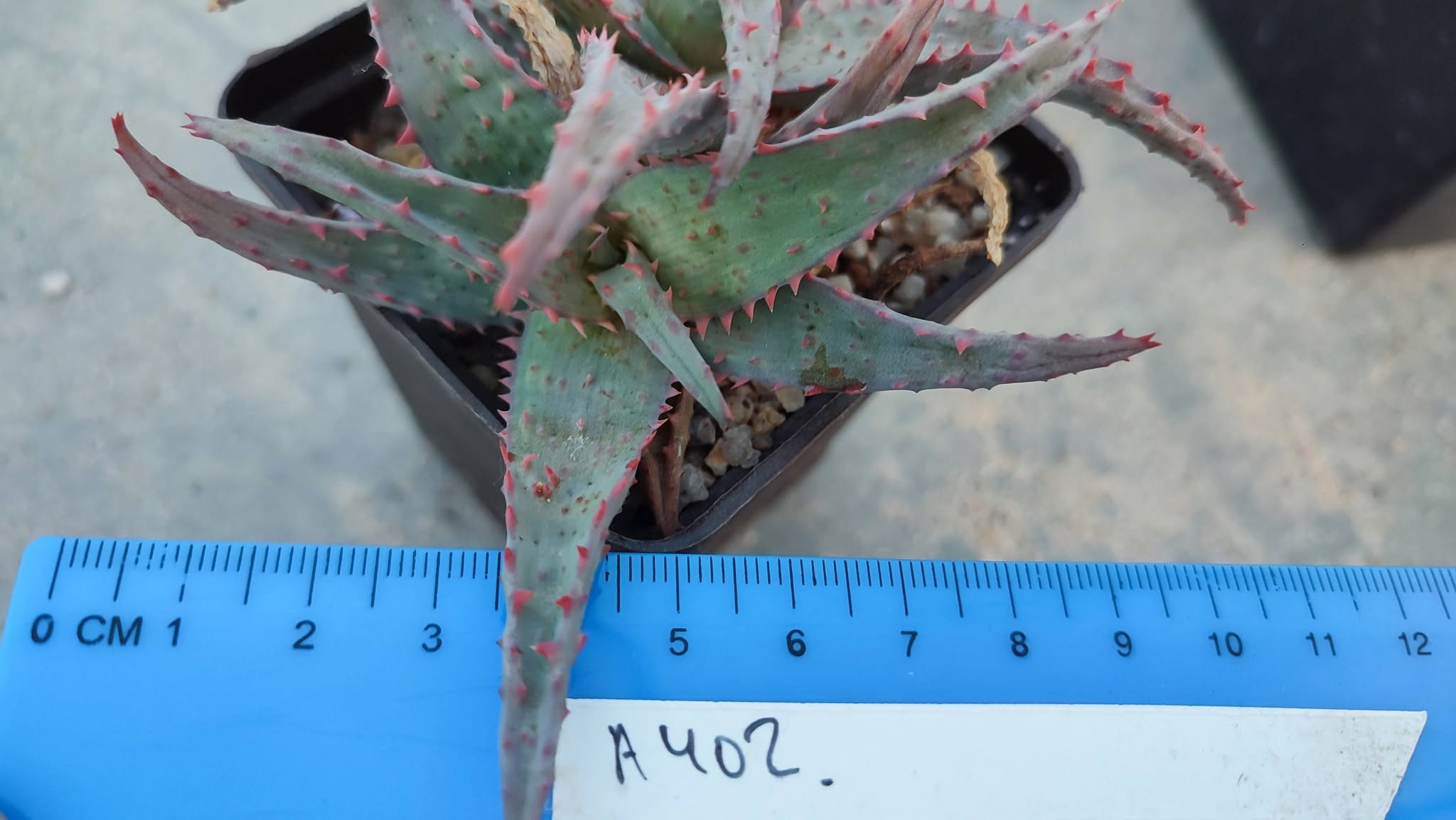 Aloe A402  Пагін з цієї рослини що на фото