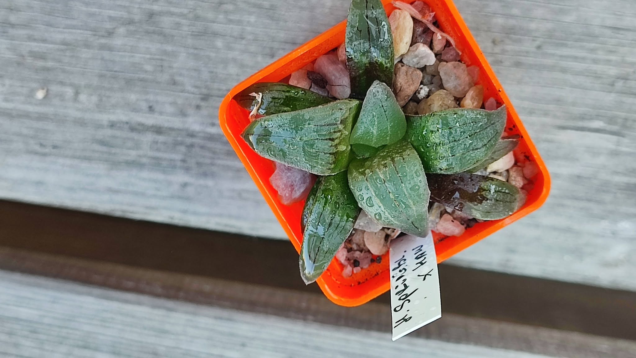 haworthia springbokvlakensis hybrid