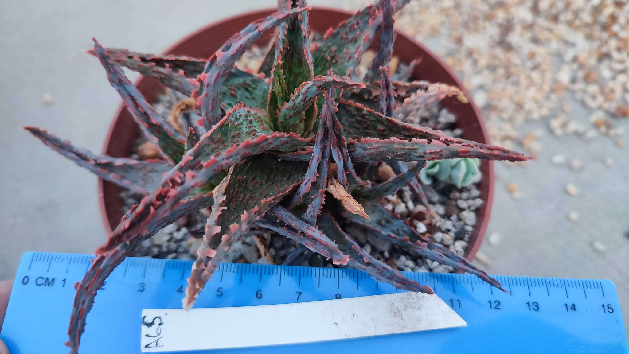 Aloe A65  Пагін з цієї рослини