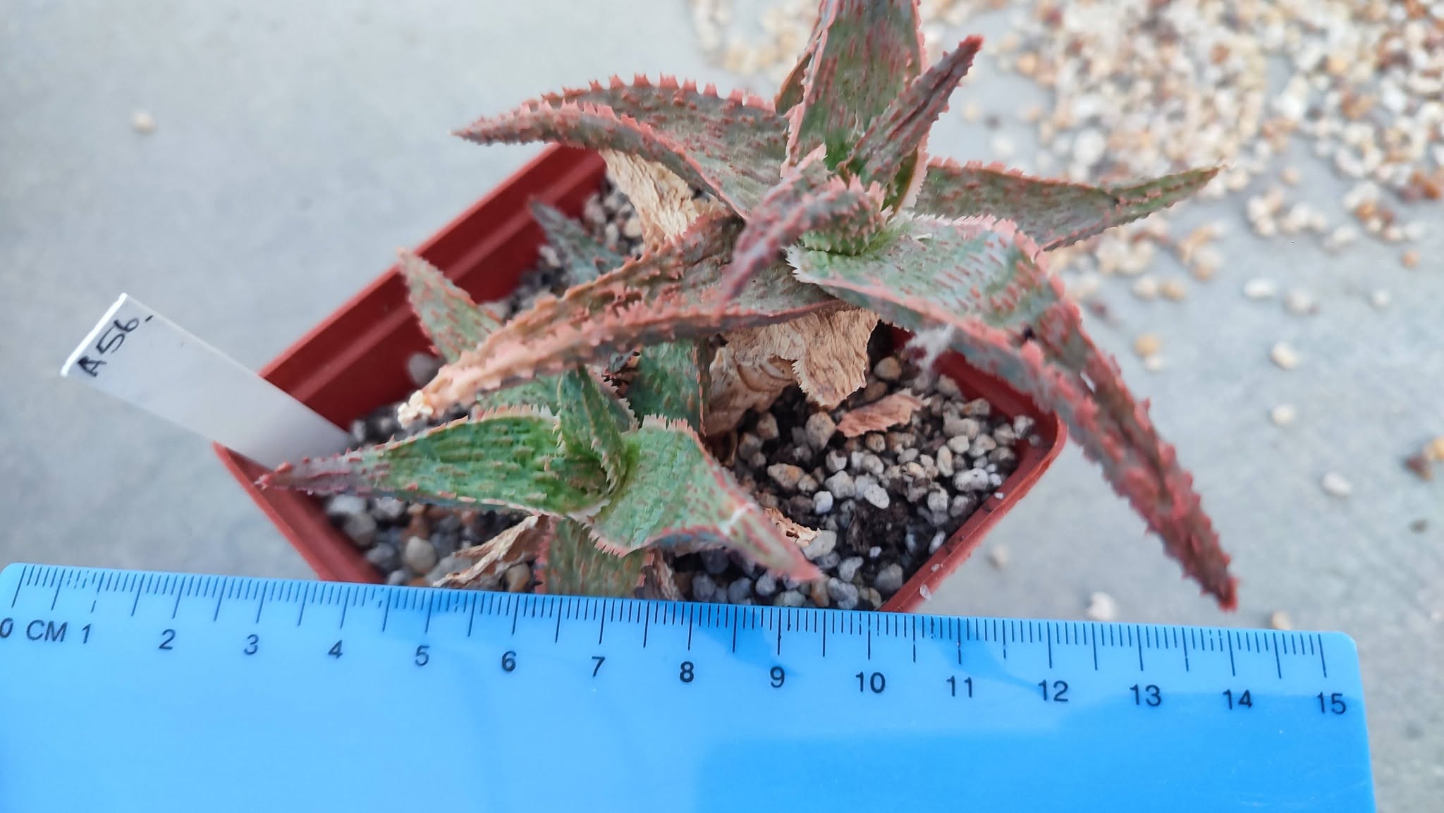 Aloe A56  Пагін з цієї рослини