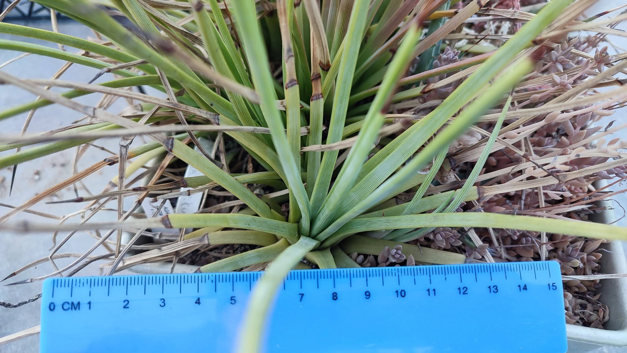 Agave stricta rubra