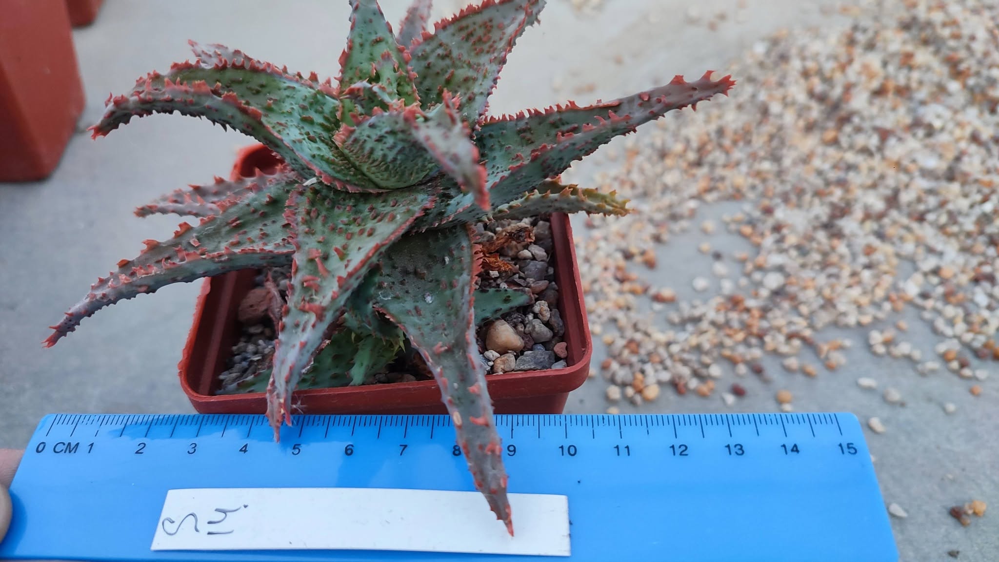 Aloe S14  Пагін з цієї рослини