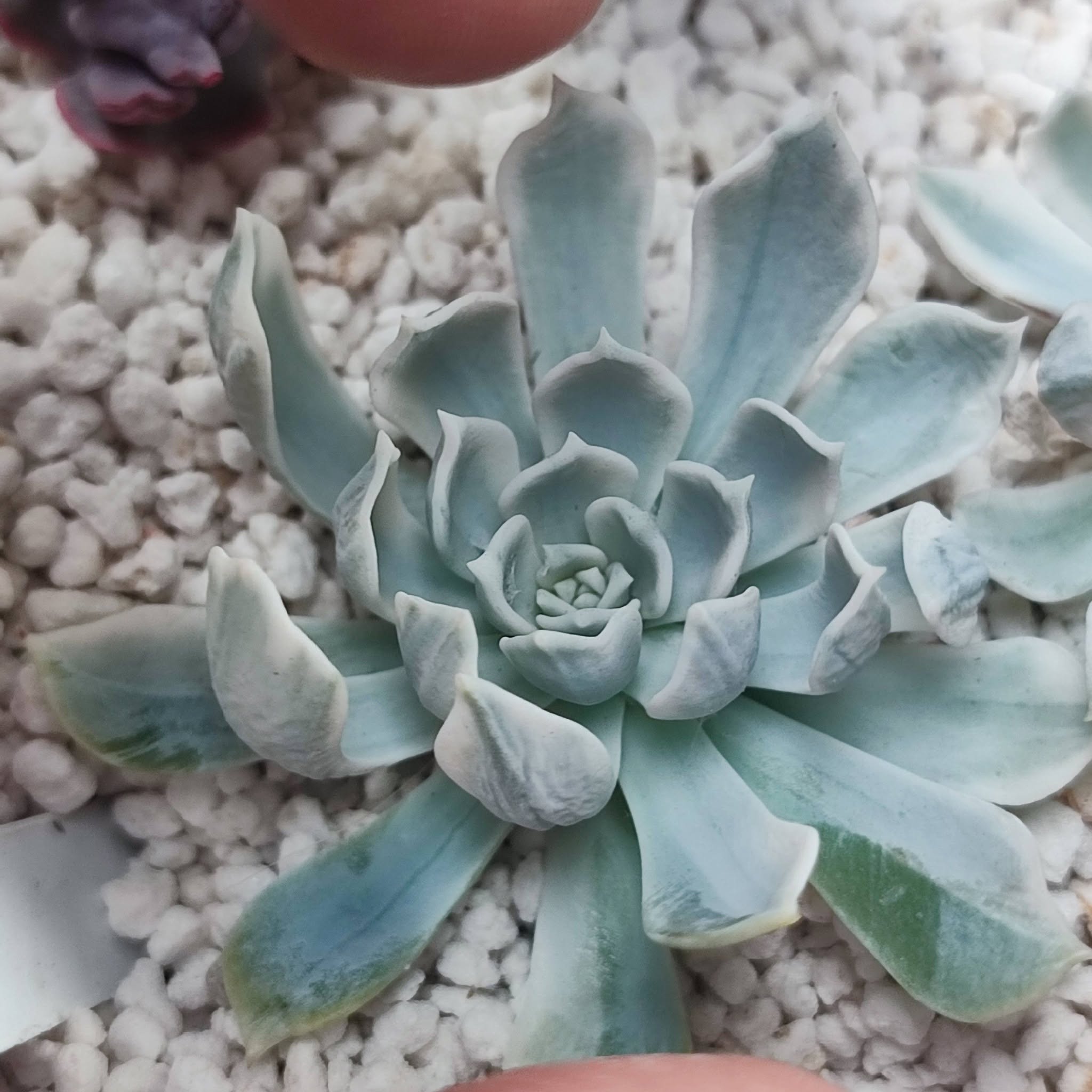 echeveria royal chrysanthemum 450 черенок