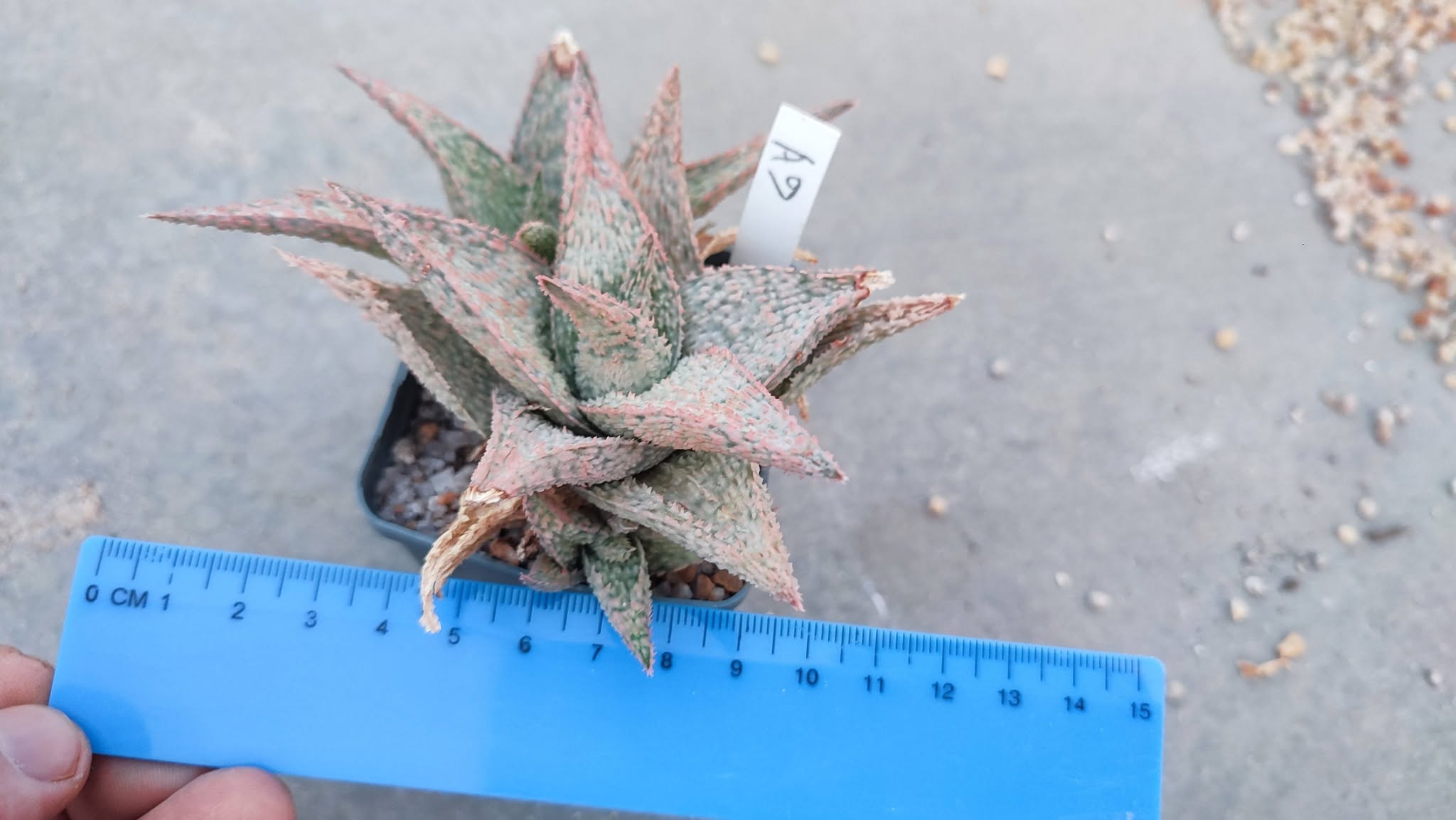 Aloe A9  Пагін з цієї рослини