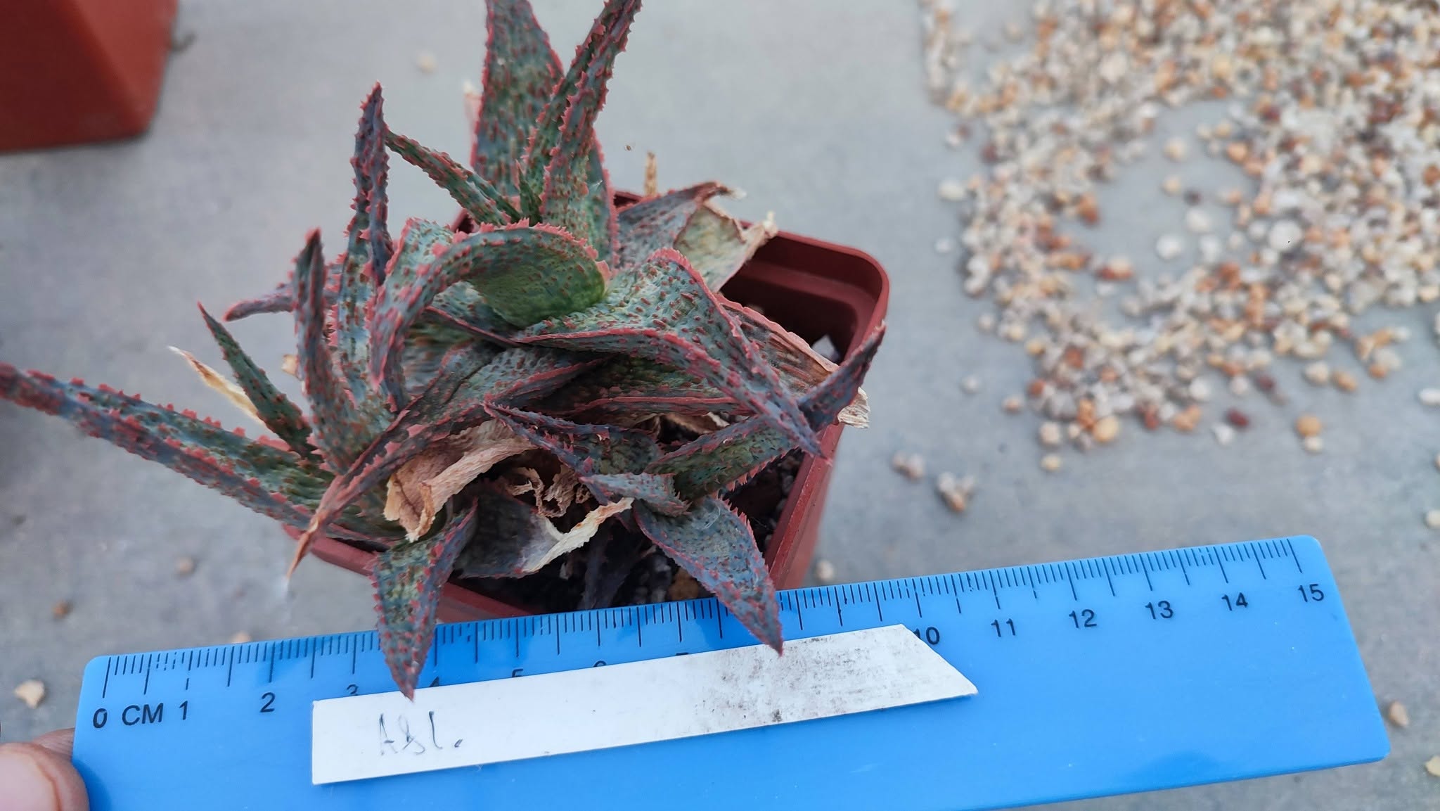 Aloe A81  Пагін з цієї рослини