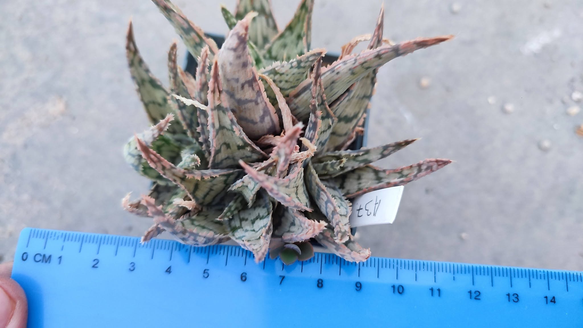 Aloe A37 Пагін з цієї рослини