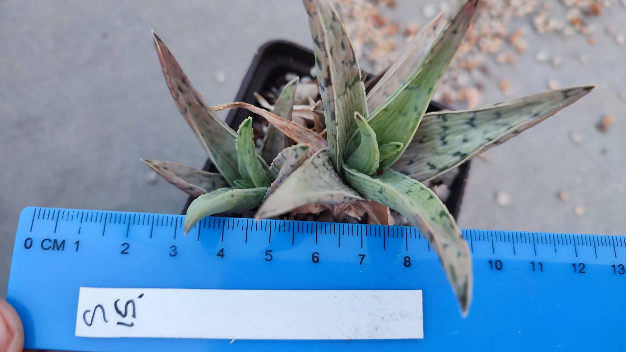 Aloe S15  Пагін з цієї рослини