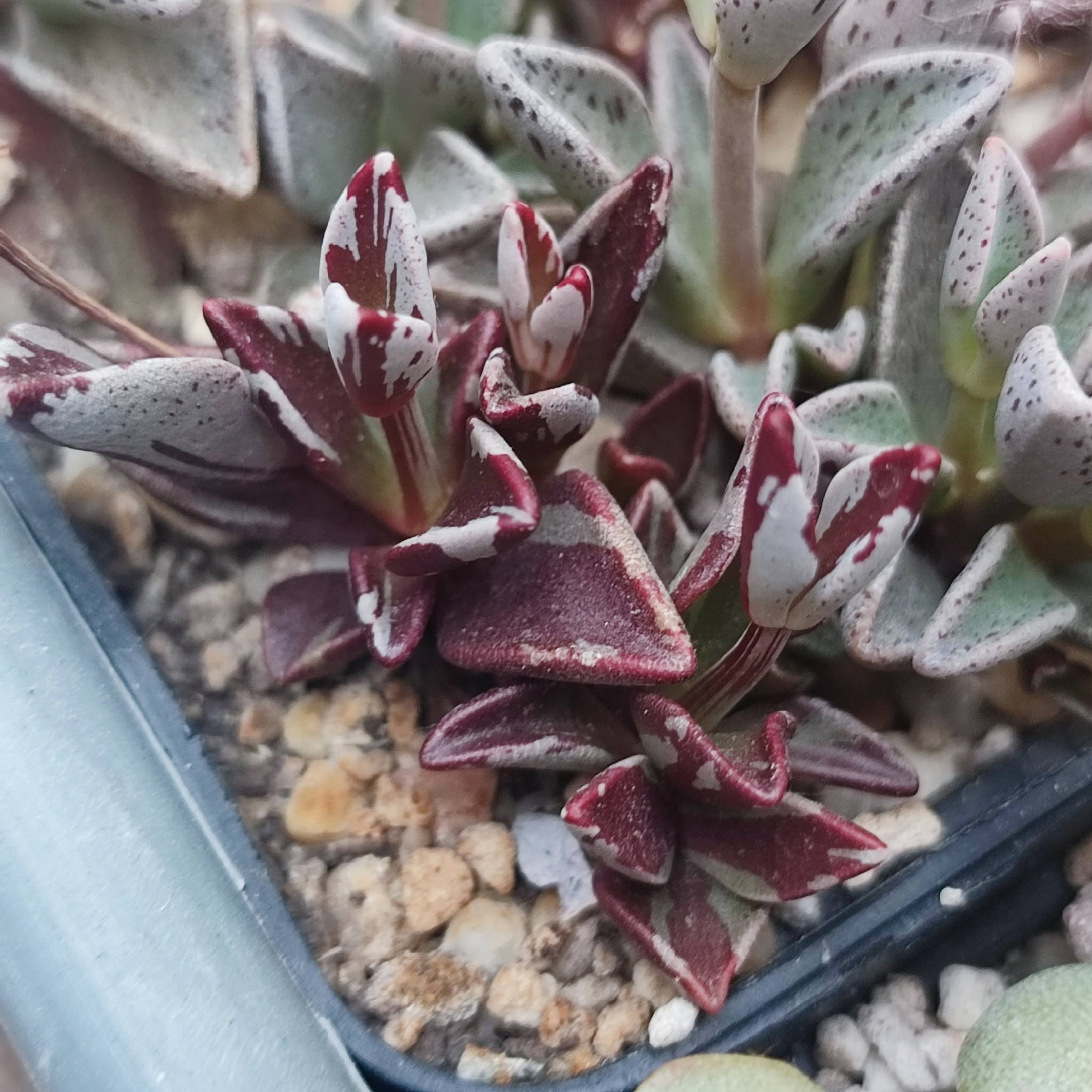 lenophyllum guttatum variegata по 200