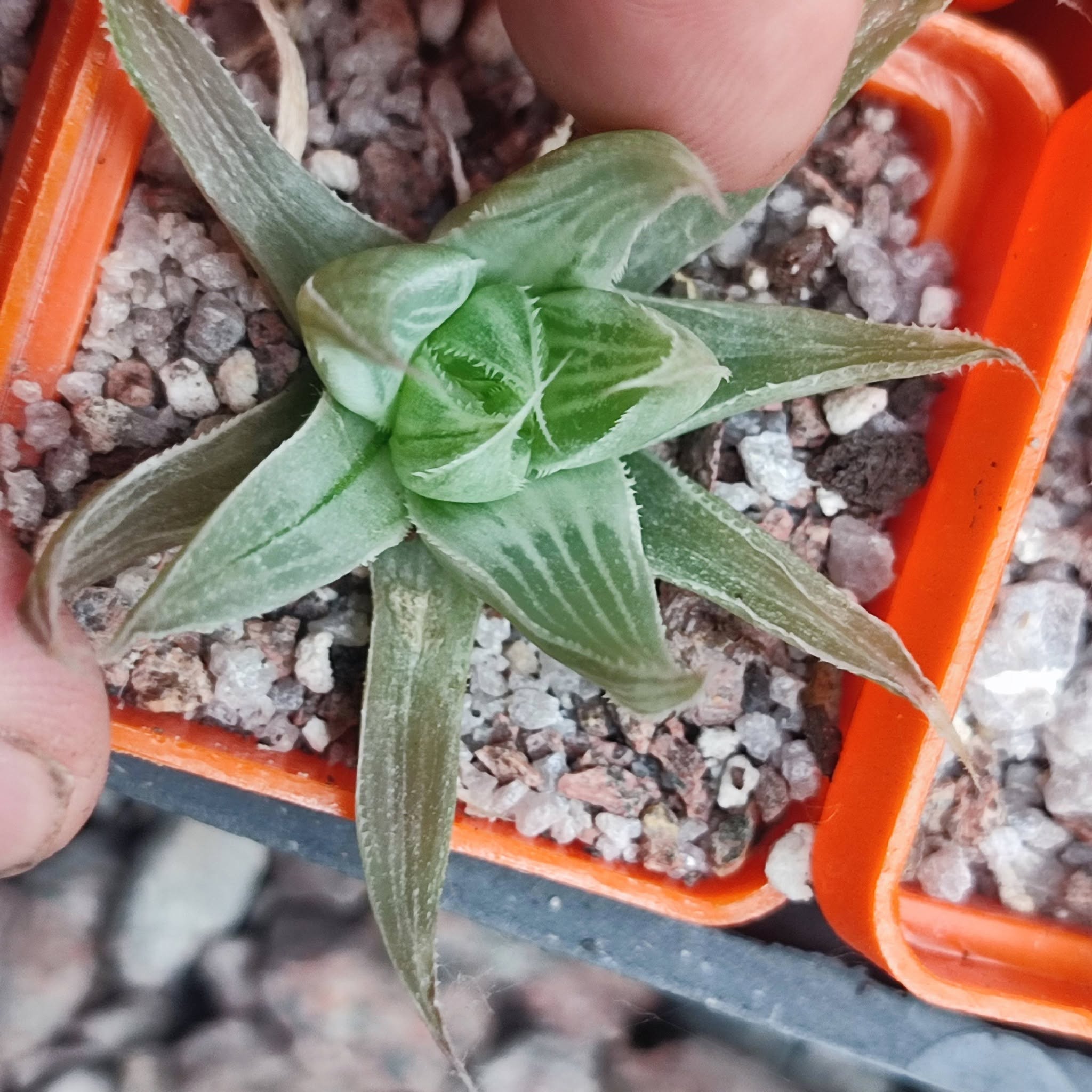 Haworthia grey ghost