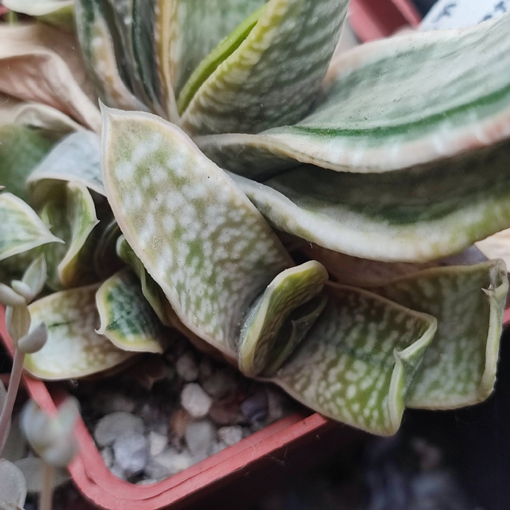 Gasteria SP variegata пагін 150