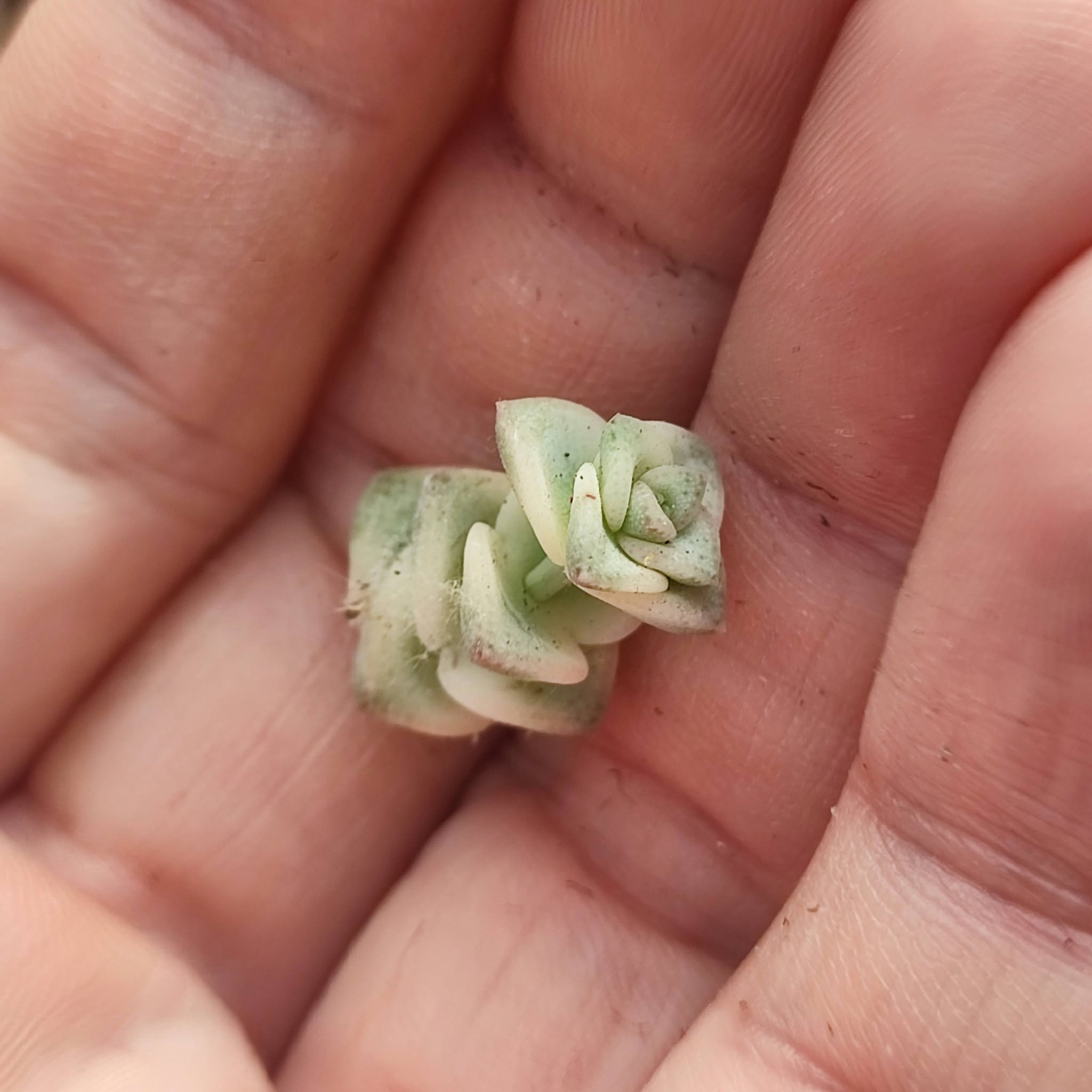 Crassula marniezana variegata черенок 250
