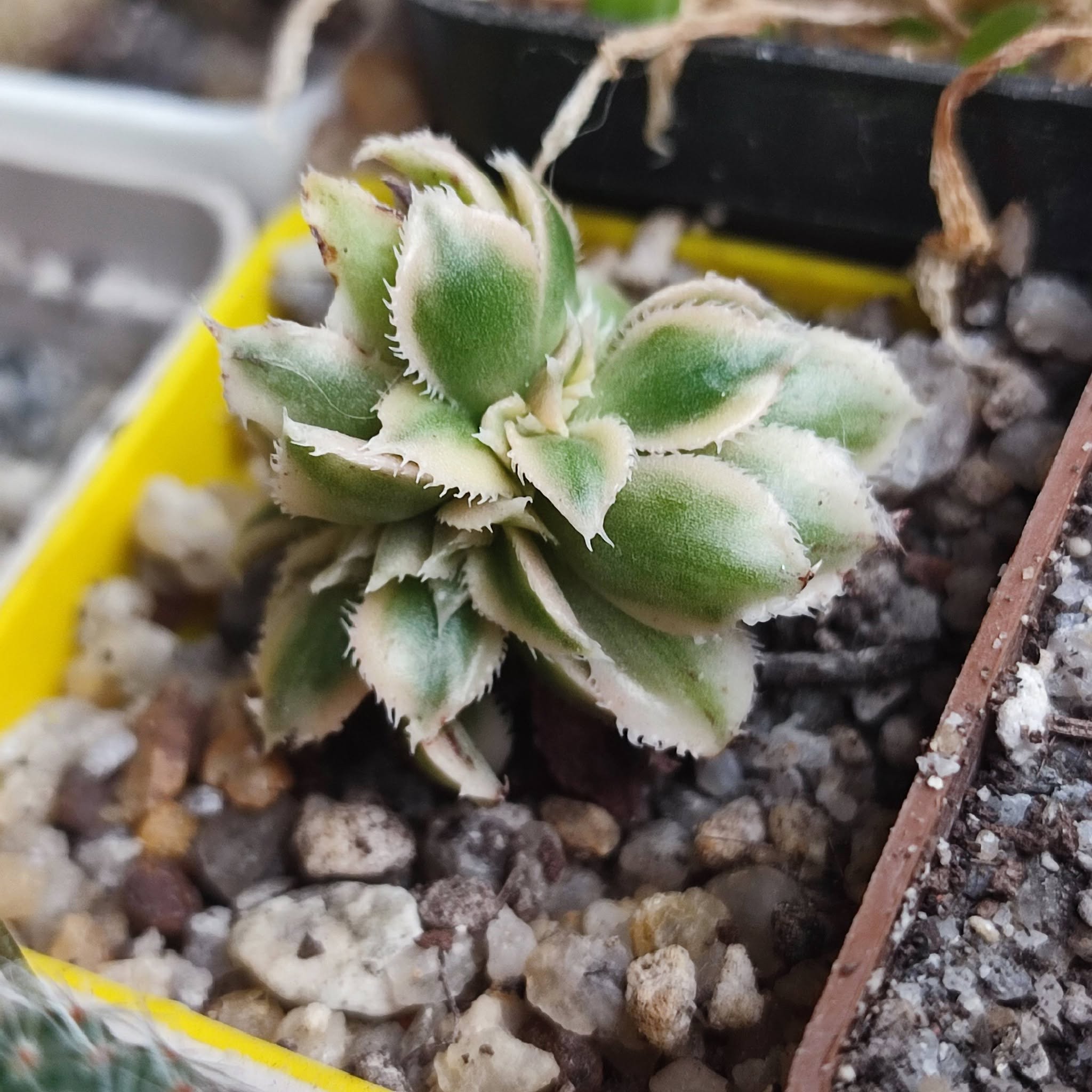 Aeonium Sunburst cristata 150
