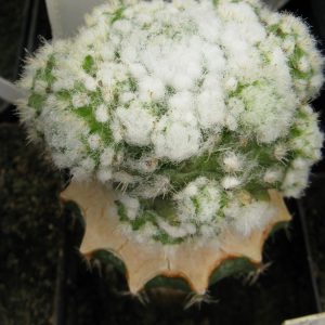 Rimacactus laui