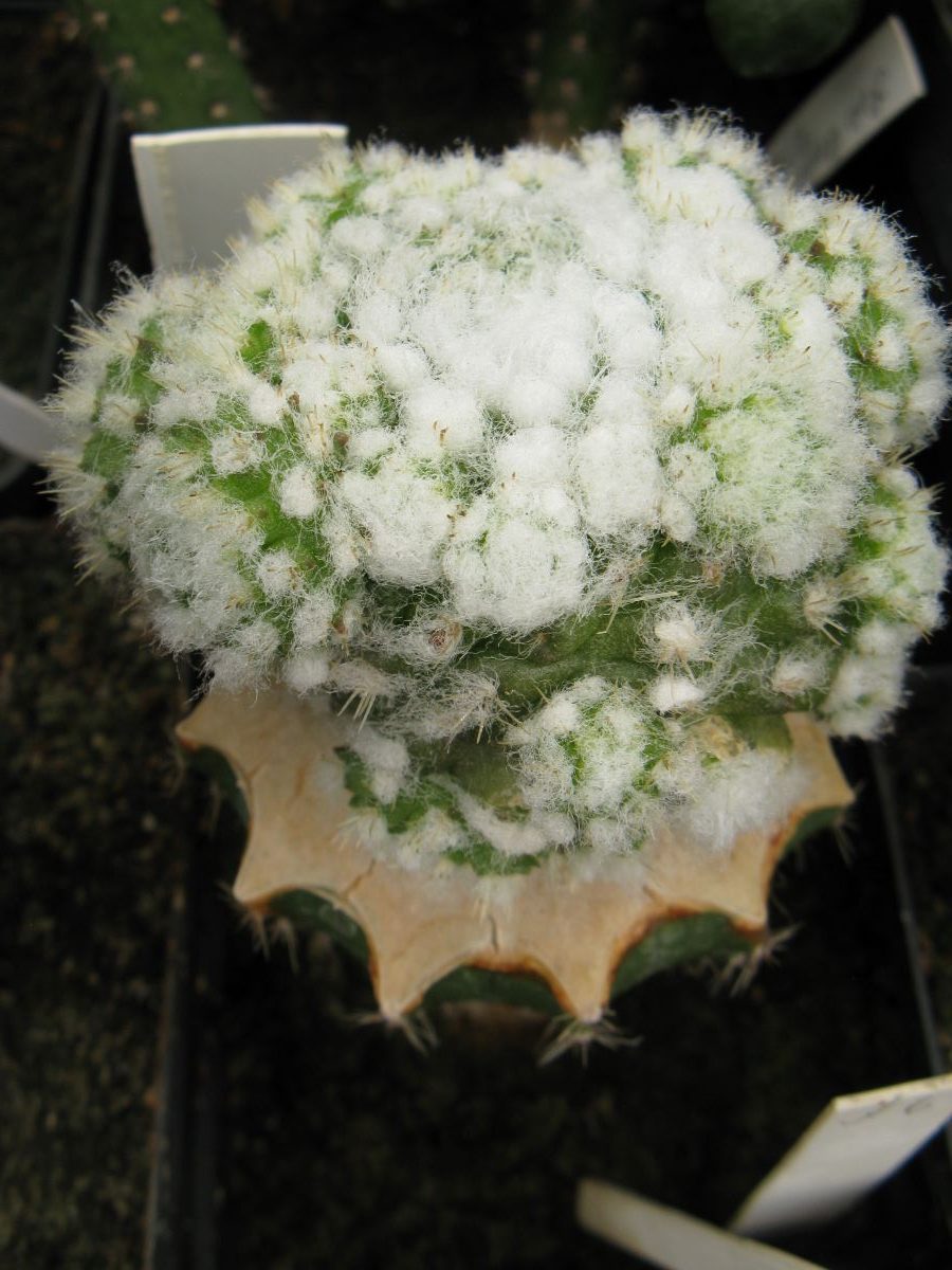 Rimacactus laui