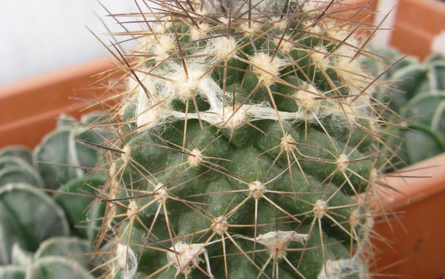 Copiapoa humilis v longispina RS1940A насіння