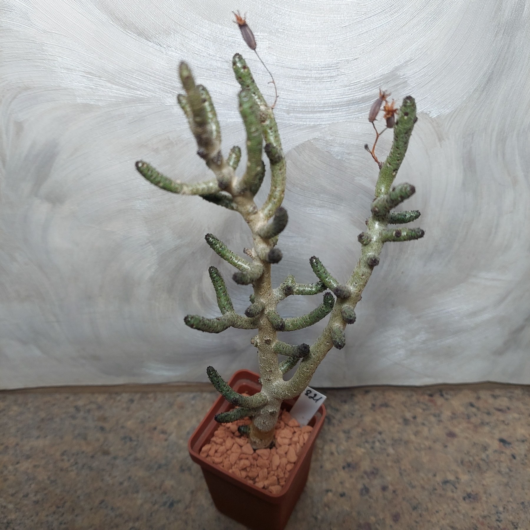821 Tylecodon buchholzianus