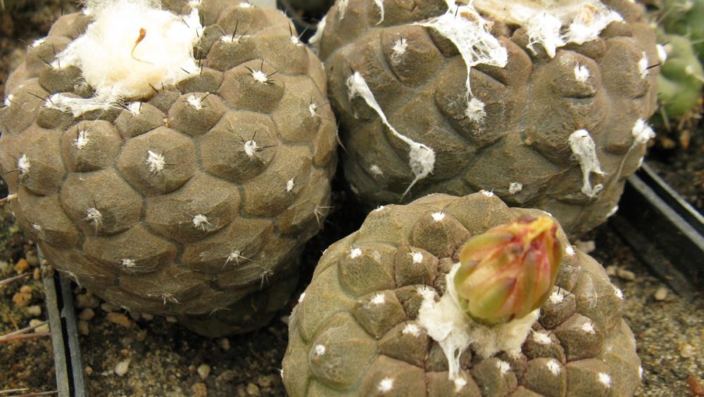 Copiapoa hypogaea FR261 насіння