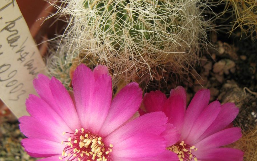 Sulcorebutia gerosenilis SE183 насіння
