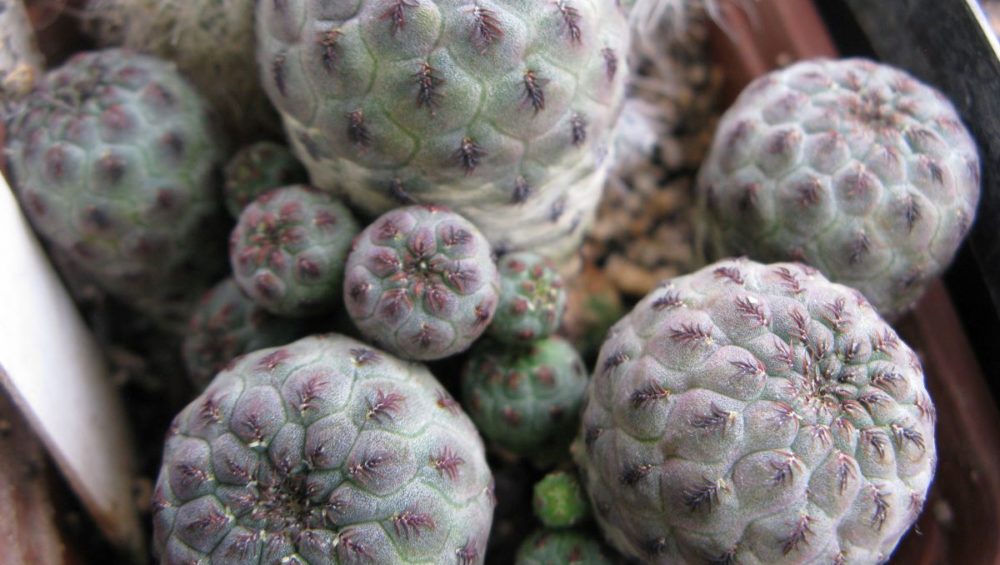 Sulcorebutia rauschii JO642 насіння