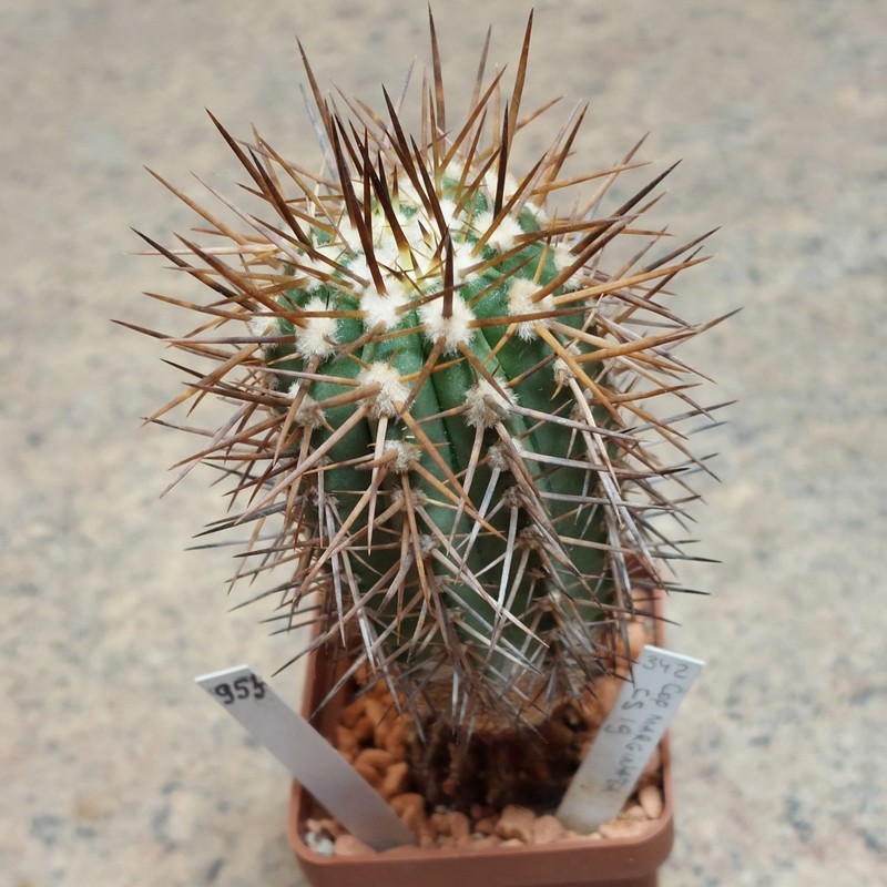 953 Copiapoa marginata вік 8 років , сіянець