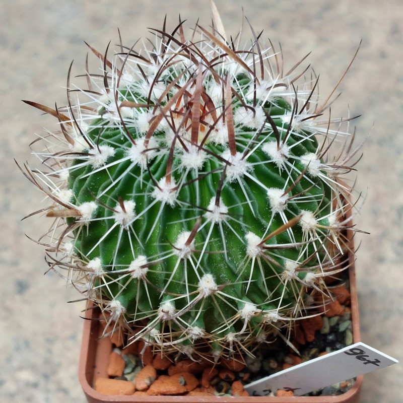 967 Echinofossulocactus lloydii