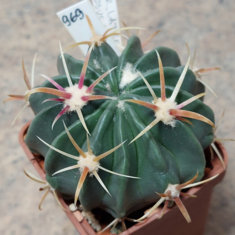 969 Ferocactus latispinus