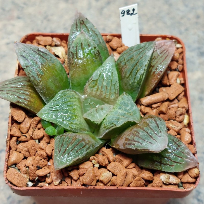 982 Haworthia VA4033B x Haworthia 'Black Major' x 'Yulia'