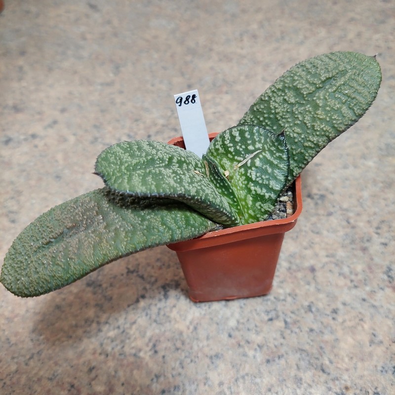 988 Gasteria armstrongii hybrid сіянець