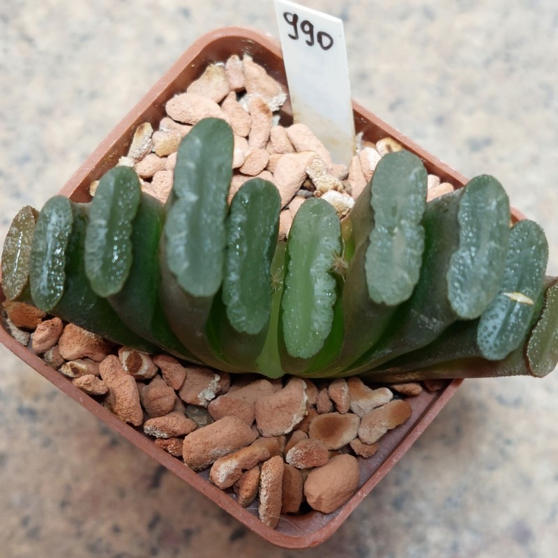 990 Haworthia truncata