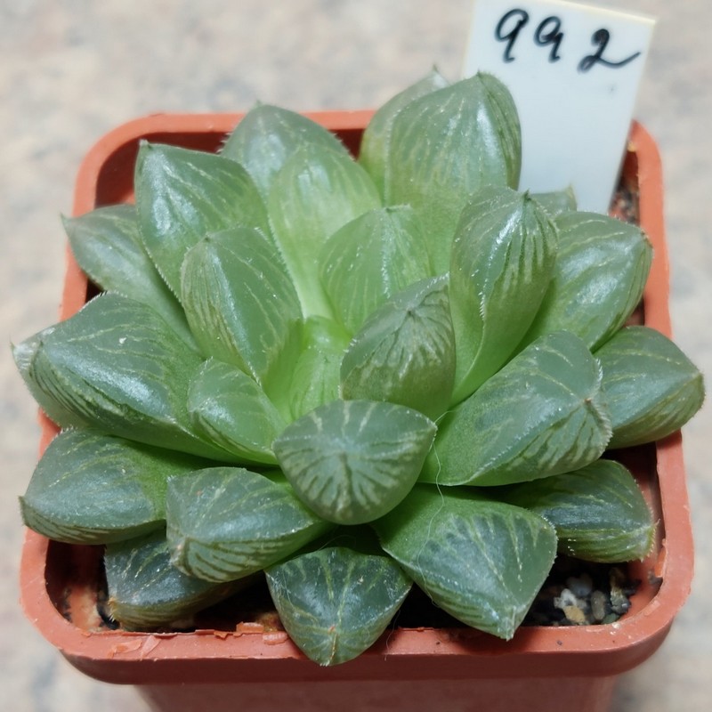 992 Haworthia cooperi hybrid