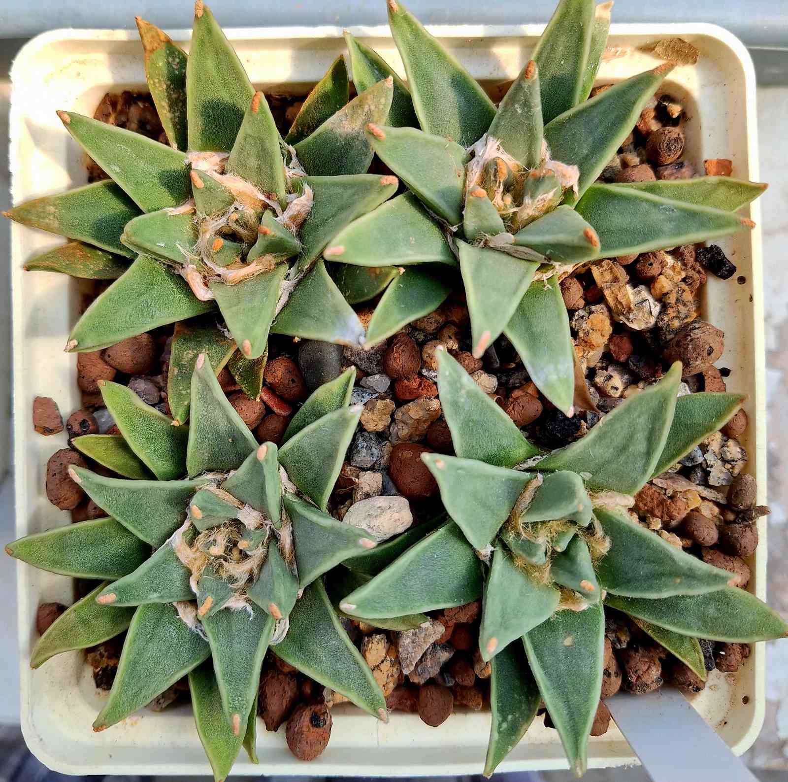 Ariocarpus retusus v scapharostroides