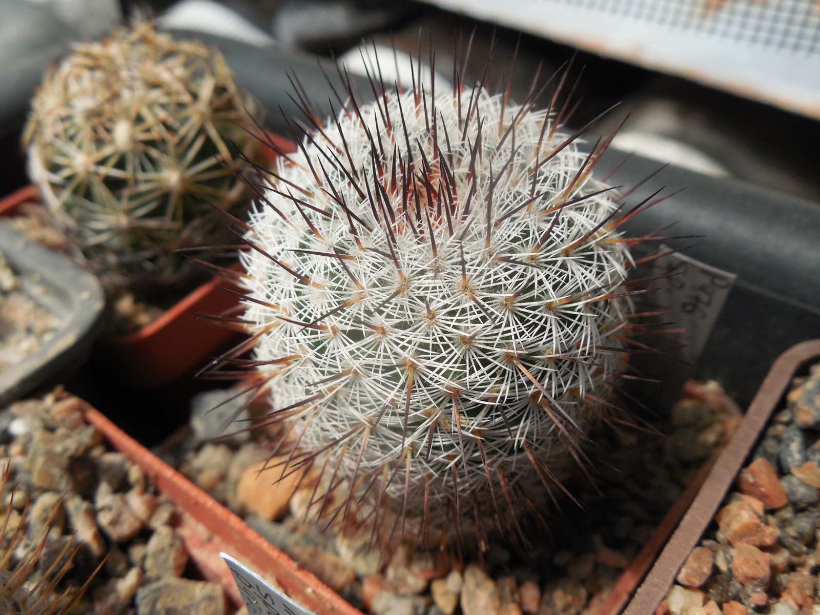 Mammillaria spec. P 476  - El Ojite, Oax.