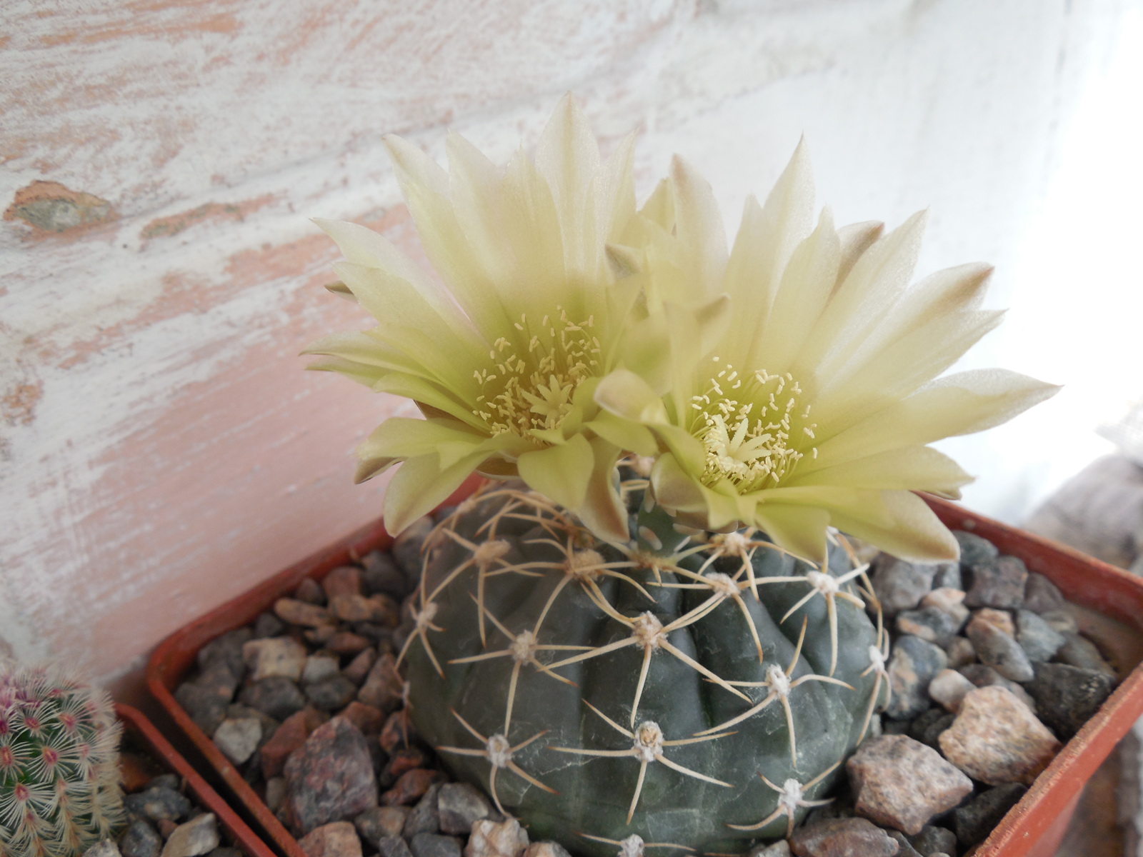 Gymnocalycium uruguayense - Piltz -