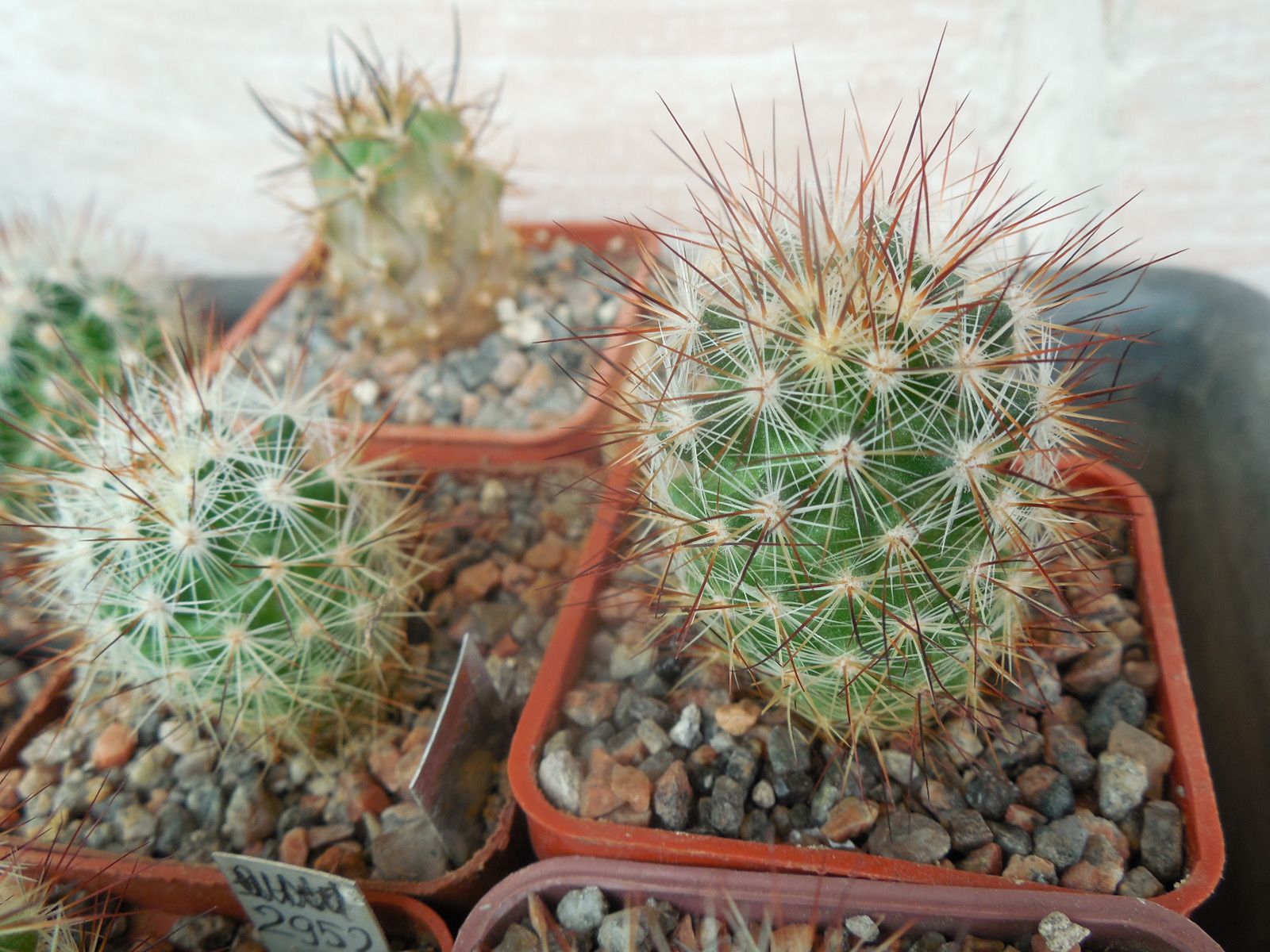 Escobaria runyonii LX 058 - Higuerras, NL. RS.