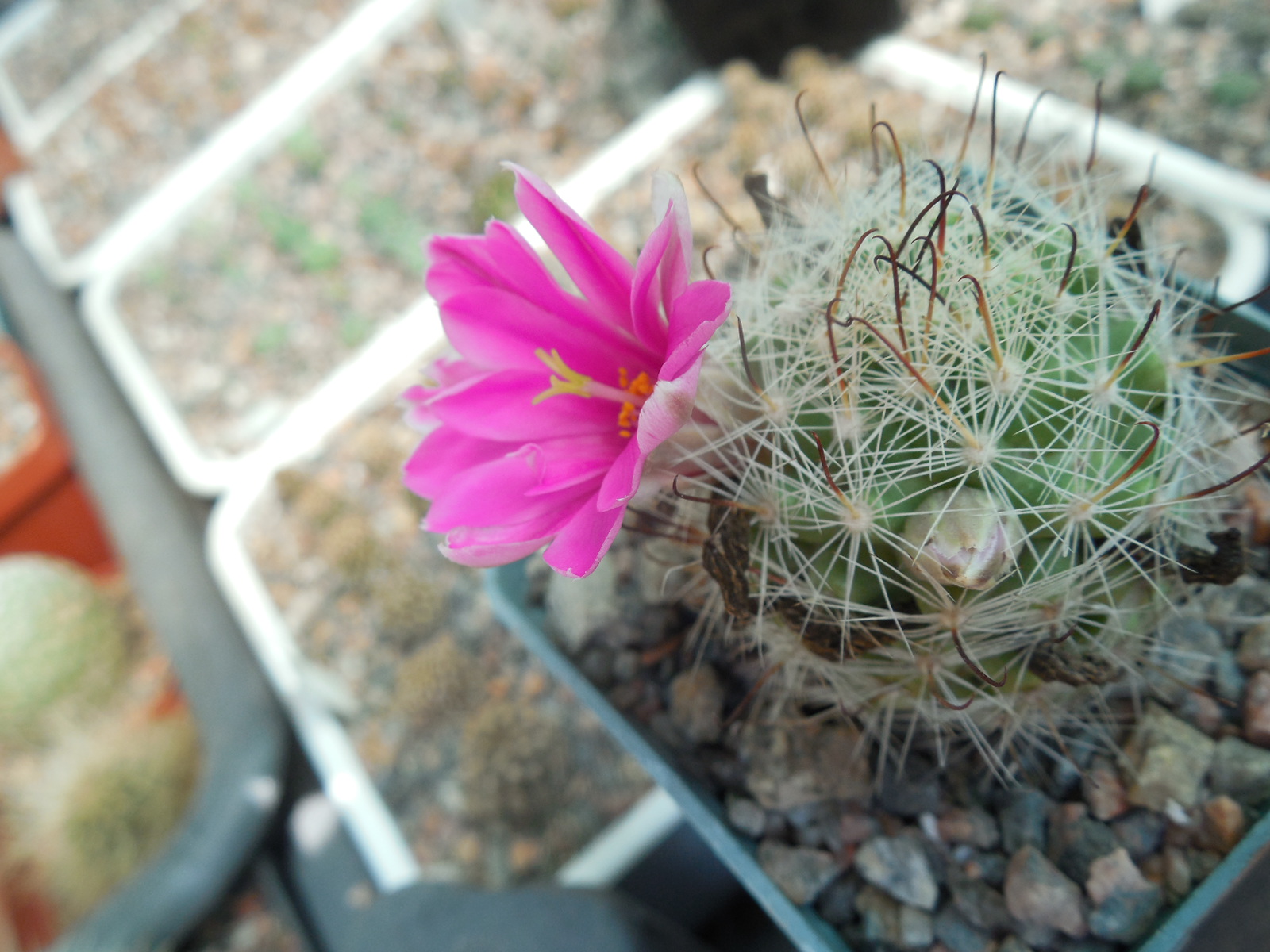 Mammillaria boolii
