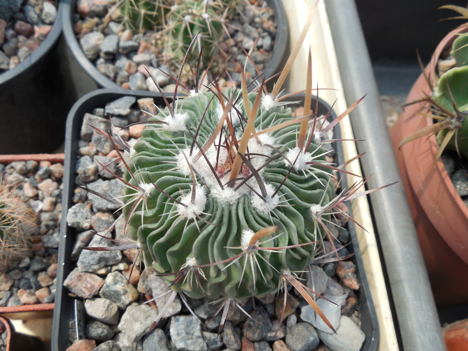 Efc erectocentrus MK 121.391 - Tecolotes, Zacatecas, long.sp. - MG -