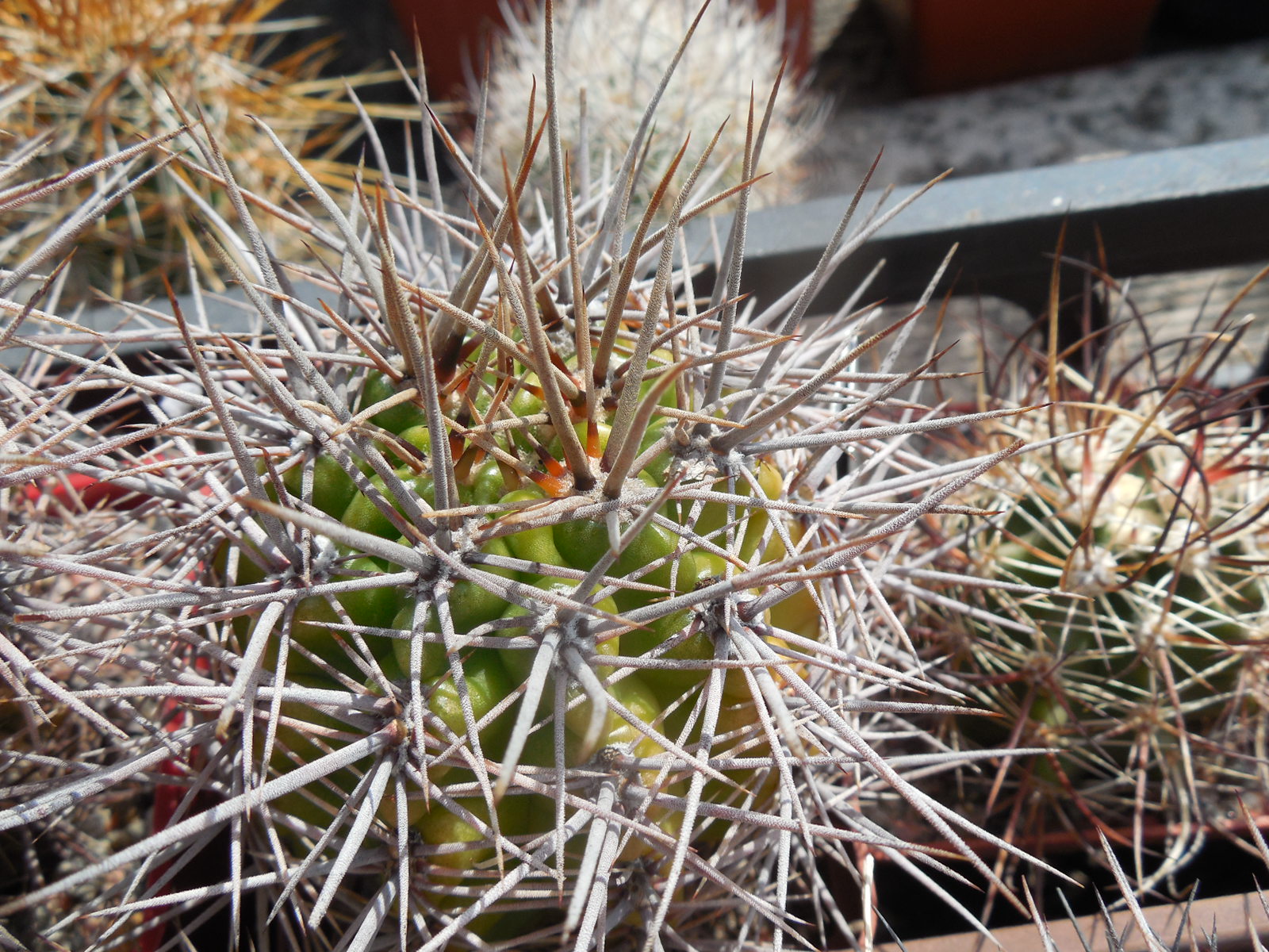 Gymnocalycium horridispinum - v. longispinum - MG -