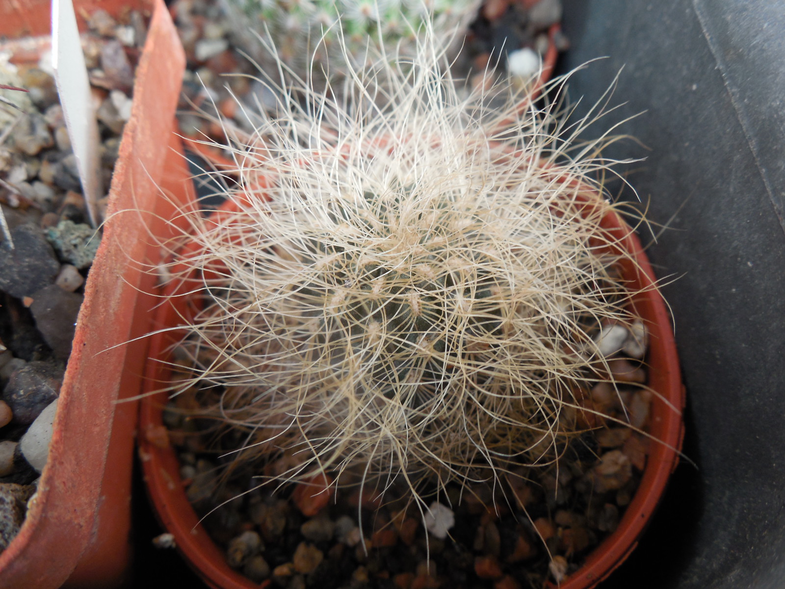 Sulcorebutia gerosenilis SE 183 - PP -