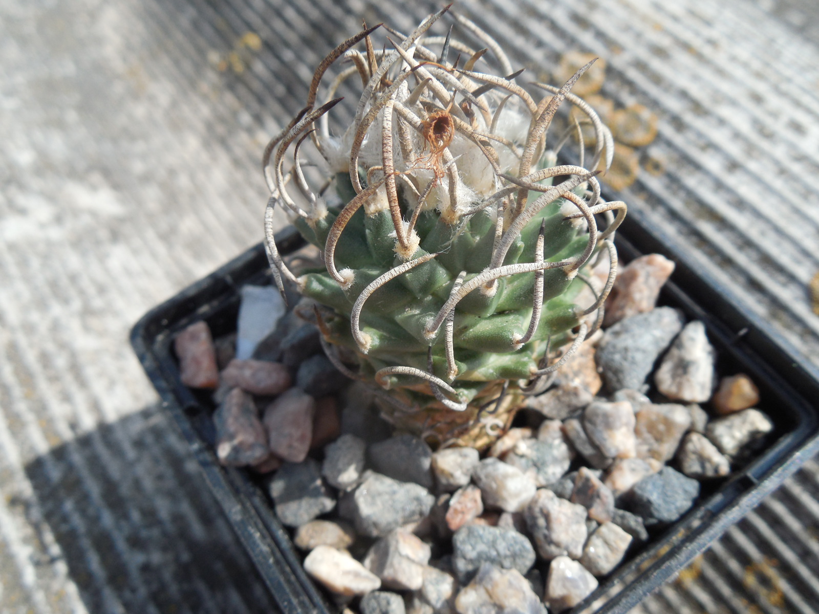 Turbinicarpus schmiedickeanus (?)