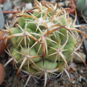 Coryphantha tripugionacantha L 1464 - Mexico, San Juan Capistrano,  Zac. - not grafted