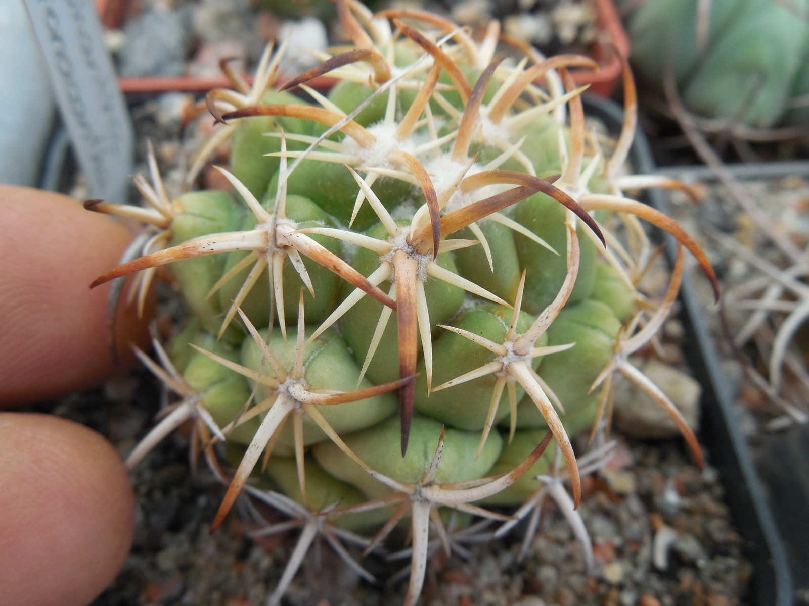 Coryphantha tripugionacantha L 1464 - Mexico, San Juan Capistrano,  Zac. - not grafted
