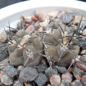 Pyrrhocactus villicumensis LF 139 - Bercht -