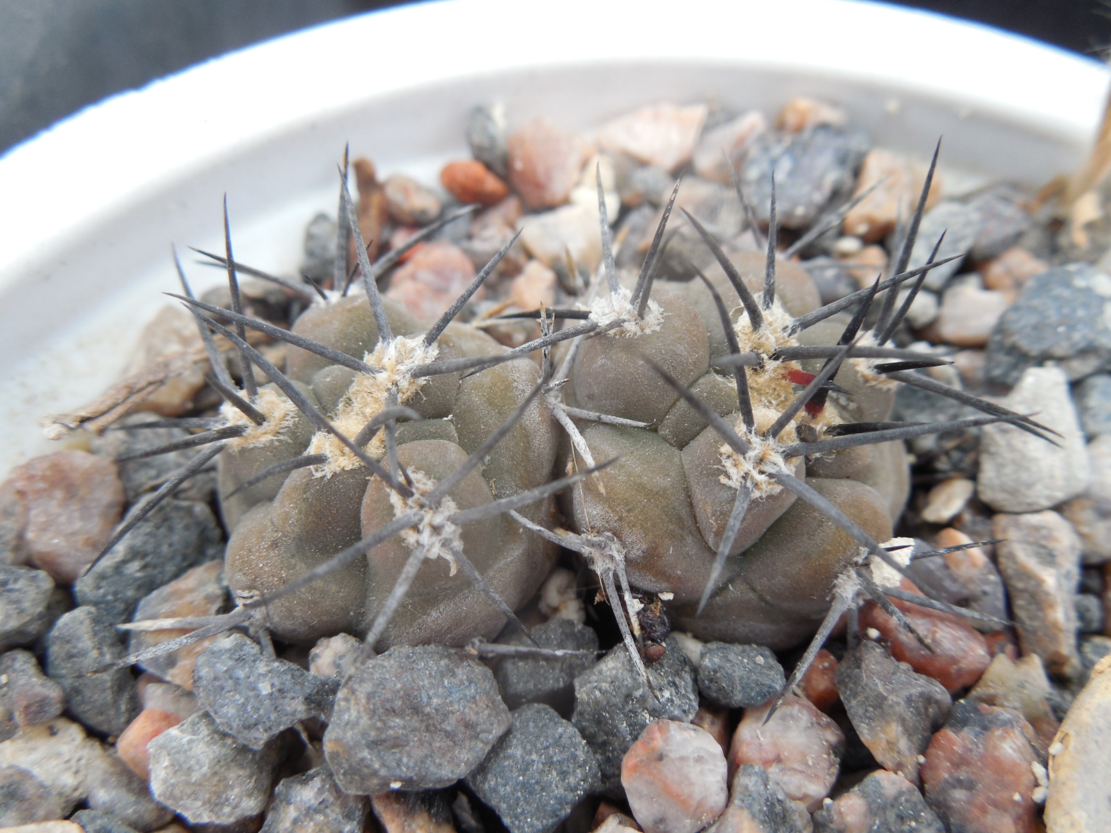 Pyrrhocactus villicumensis LF 139 - Bercht -