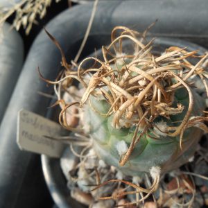 Turbinicarpus macrochele