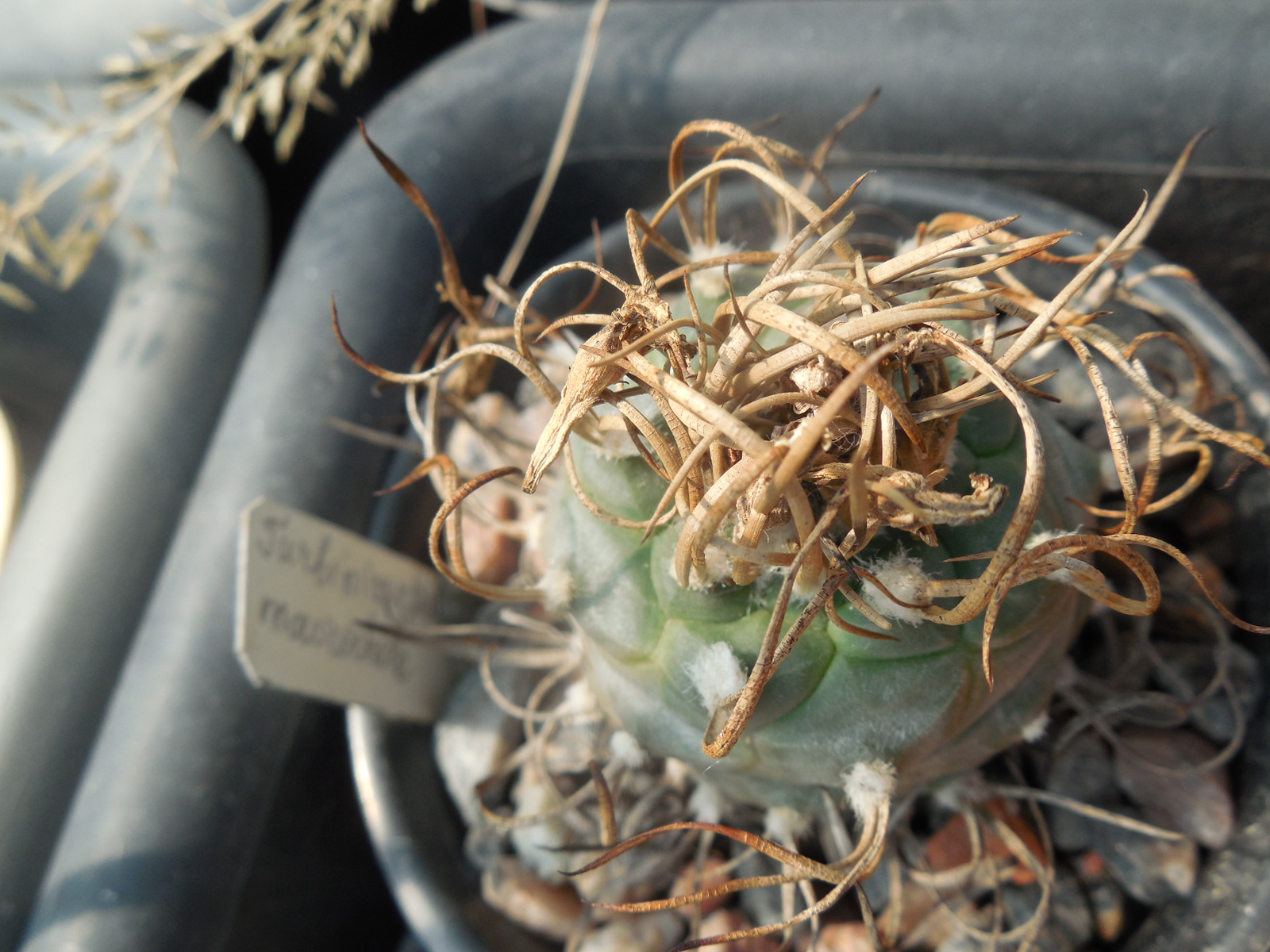 Turbinicarpus macrochele