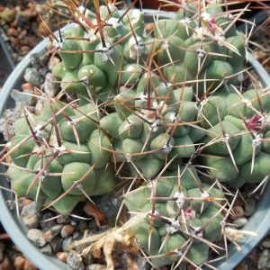 Thelocactus lophothele